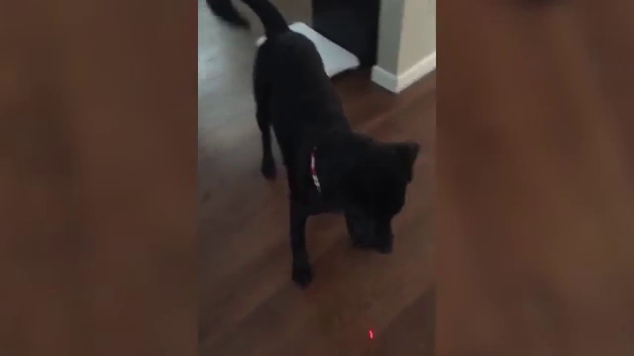 persami smp Dog Chases Laser Pointer