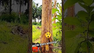 Tree Fall 273 chainsaw!#fall #tree #stihl #shorts #woodcutting