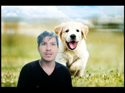 Sonhar com cachorro