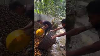 Burning Snail Shells to Make Lime – Full Process