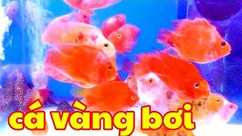 VIDEO Các loại Cá Cảnh đẹp ♫  BH Cá Vàng Bơi  ♫ Nhạc Thiếu nhi sôi động 2019