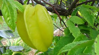 Star fruit - Carambola, wonderful fruit to grow in Florida screenshot 3