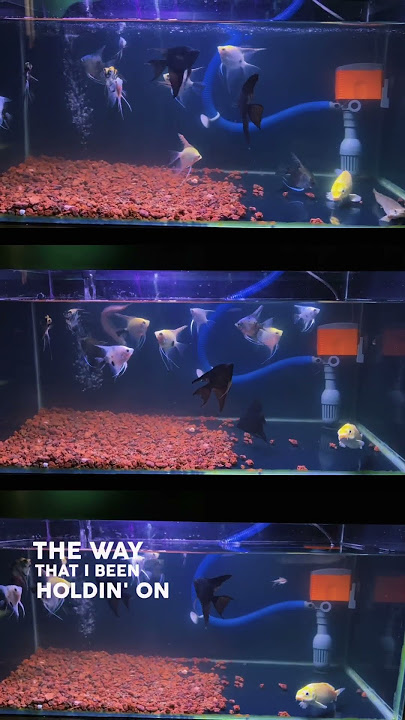 Hujung minggu kita cuci mini aquarium guys..bagi selesa  si anak2 ikan..