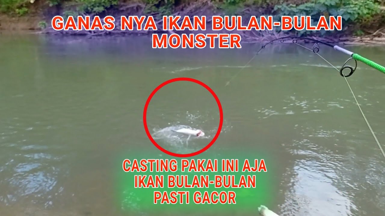 BULAN BULAN MONSTER GANAS - CASTING IKAN BULAN-BULAN || P-038 - YouTube