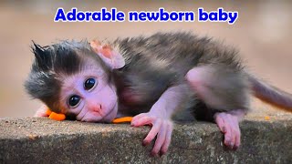 Monkey Elderly Mother Left Her Newborn Baby Alone  Cute Newborn Baby Looks Charming