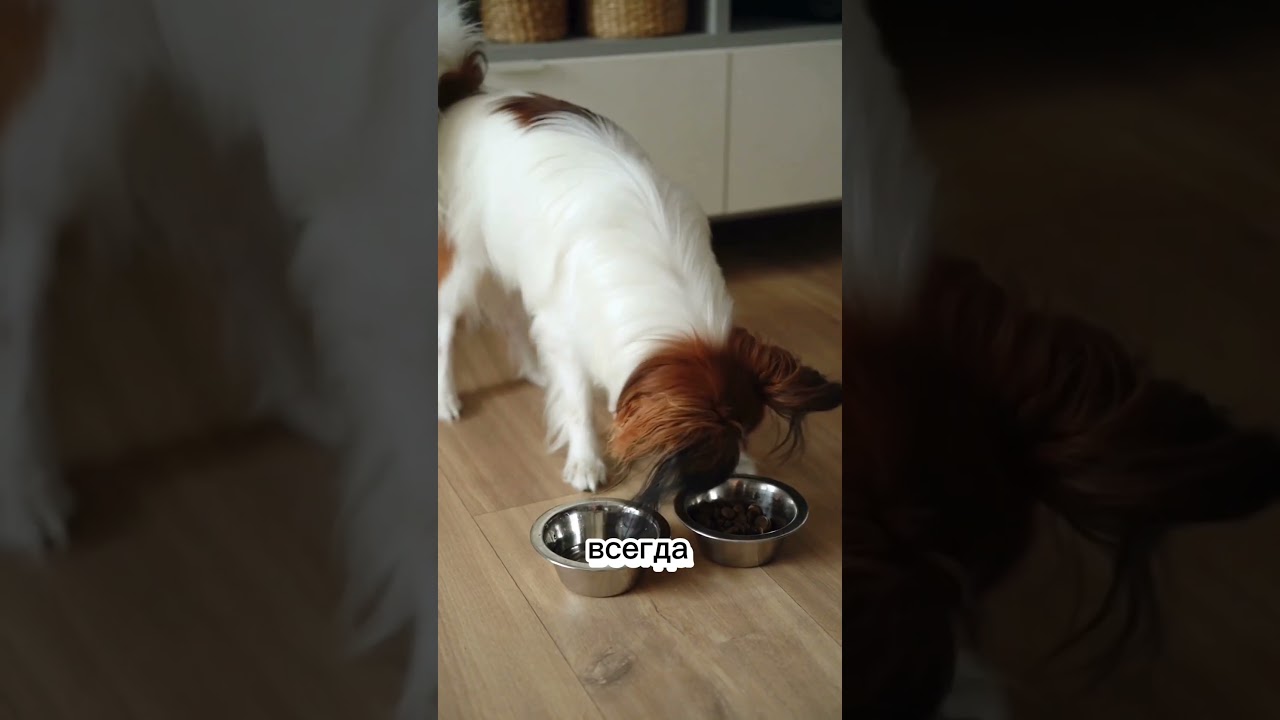 Безопасная перевозка питомцев по маршруту БР–РФ–КЗ — Animal Trips 