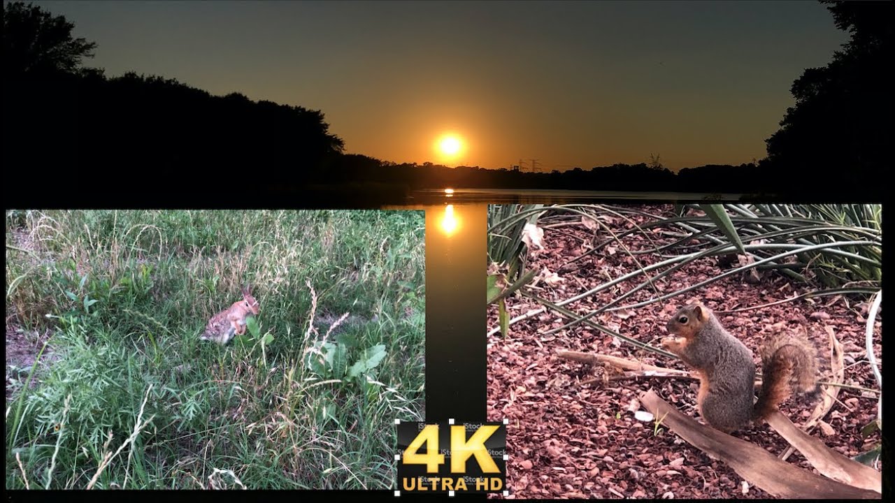 4K Animal Compilation and Amazing Nature captures