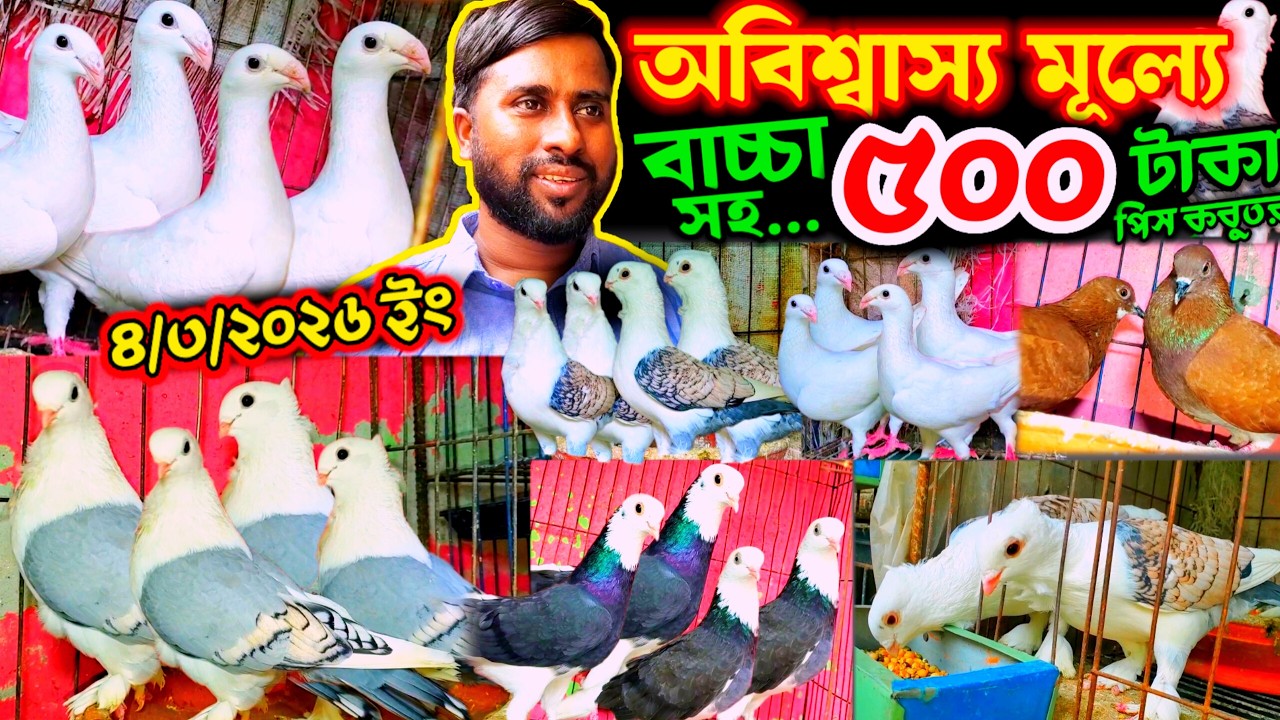 একদম সস্তা দামে কবুতর মাত্র ৫০০ টাকা পিস | ১০০% ডিম বাচ্চা গ্যারান্টি সহ ৫০ জোড়া ফেন্সি কবুতর মেলা
