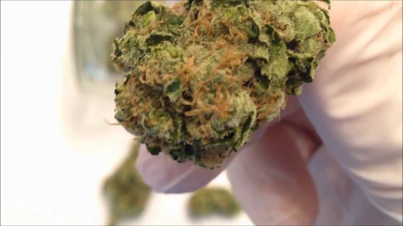 White Voodoo - La Plata Labs - Bud Shots