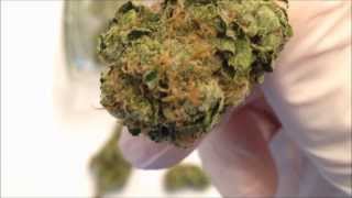White Voodoo - La Plata Labs - Bud Shots