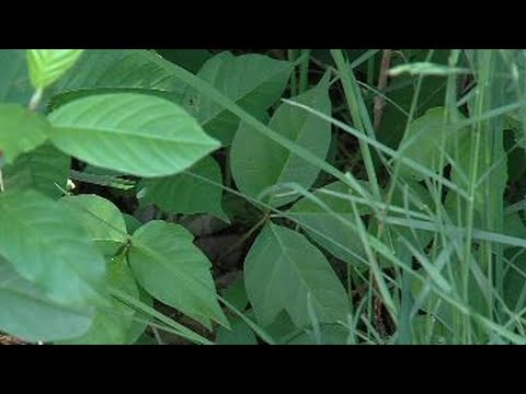 Itching to get outside? How to prevent poison ivy from spoiling your summer