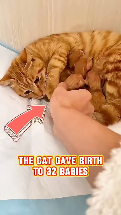 This cat has given birth to 32 kittens