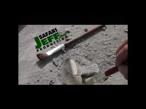 video phone beyonce mp3 Safari Jeff - Living Wild - Episode 1