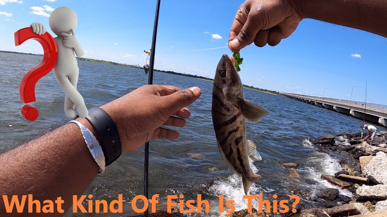 FishingCrossBay Queens New York YouTube