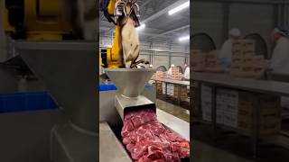 Cute Mexica Plush Dancing Cactus Electric Plush Toy 101