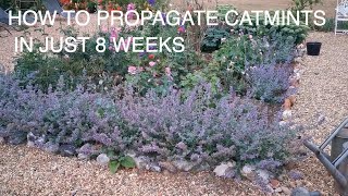 How to Grow and Propagate Catmint FAST.