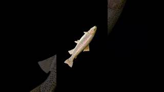 Day 21 of seeing if a spinning fish will go viral