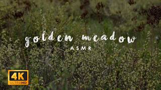 Golden Meadow | Gentle Breeze & Birdsong | Nature ASMR | Go Touch Grass screenshot 5