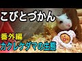 【こびとづかん】捕獲したカクレケダマを観察してみよう！！番外編
