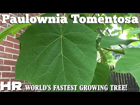 Видео: Бамбукът е най-бързо растящото растение?