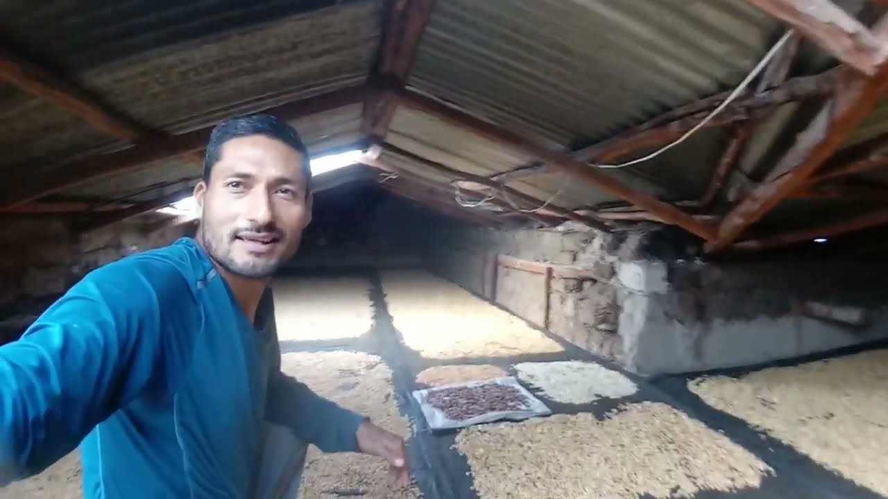 Secado del Maíz I Semilla I Finca Marade