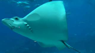 Let's protect the Sea and Sea Animals...