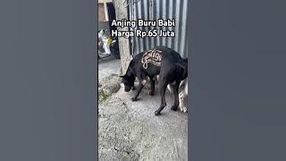 Anjing Buru Rp.65 Juta Team Galigo