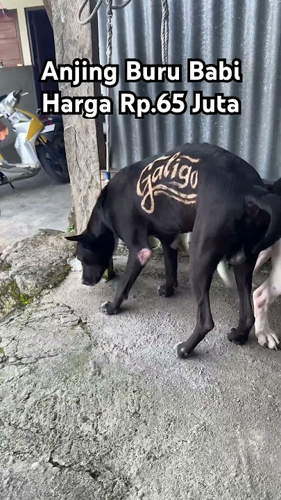 Anjing Buru Rp.65 Juta Team Galigo
