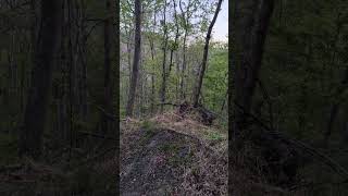 About 24 seconds and he finally gobbled