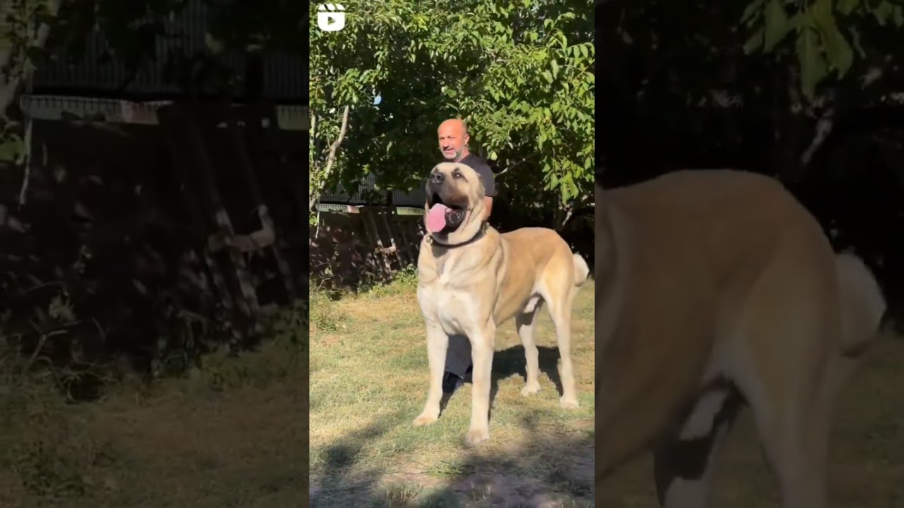 110 kg +100 cm Shoulder Height Dev/Giant TULGA from Malkoç Kennel Turkey
