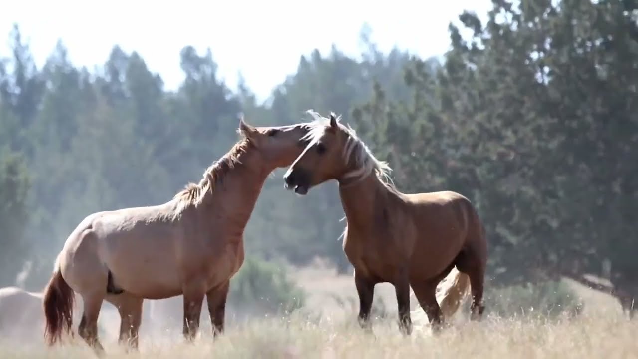 Student of the Horse: A Foundation Course to Natural Horsemanship