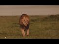 Topi Male Lion On Patrol Masaimara 7 January 2026 Topi Male Lion On Patrol Masaimara 7 January 2026