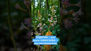 Хотя родиола розовая и ашваганда — классические адаптогены, они работают по-разному 🌱