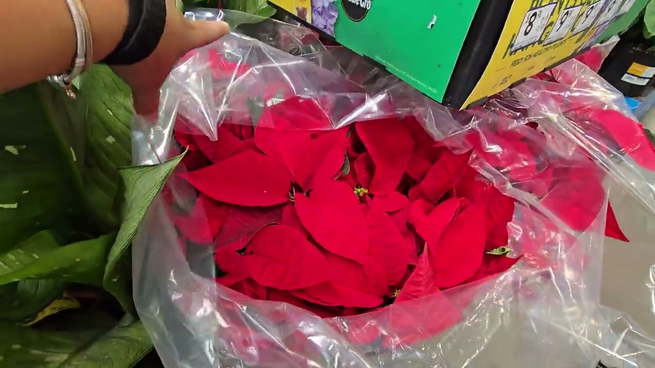 Fui  en busca de mis venados 