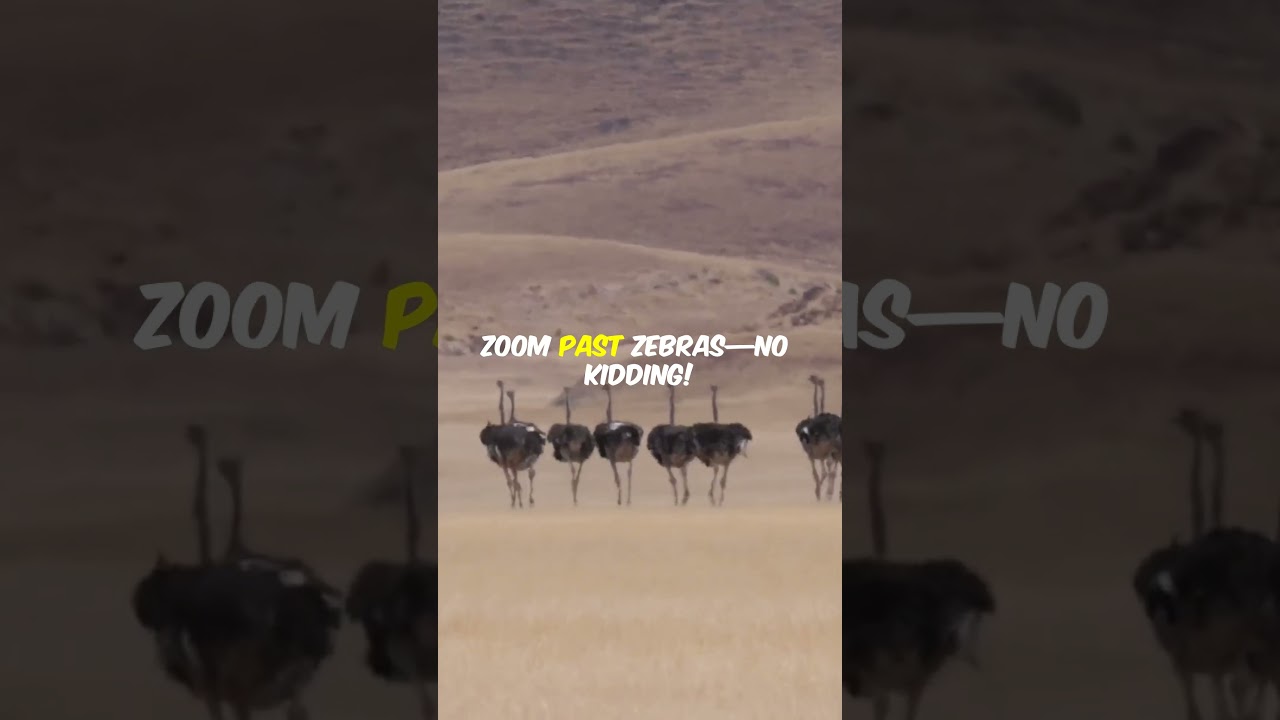 Ostrich Adventures: Waterhole Wonders!