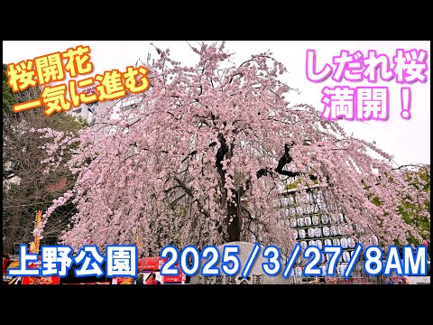 4K】「枝垂れ桜」満開！＠上野公園2025/3/27/8AM「桜開花状況」 - YouTube