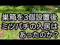 ミツバチの入居は？(日本ミツバチ養蜂チャレンジ）