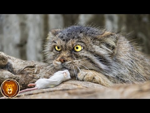 Video: Das beste sichere und niedliche Katzenhalsband für Ihre Katze