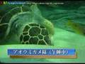 しながわ水族館 の動画、YouTube動画。