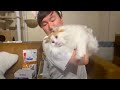 猫のご飯編にゃー