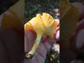 Ref:LP3-4uyRt8A La girolle #girolle #champignons #cueillette #educatif #�ducatifetdivertissant #apprendresuryoutube