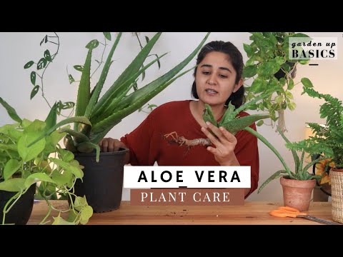 Aloe Vera Plant | How to Care | Ep 5 Garden Up Basics