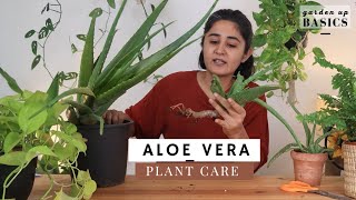 Aloe Vera Plant | How to Care | Ep 5 Garden Up Basics
