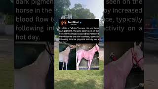 In White or albino horses the skin lacks dark pigment