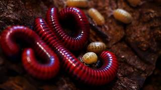 Albino Pillbugs And Millipedes