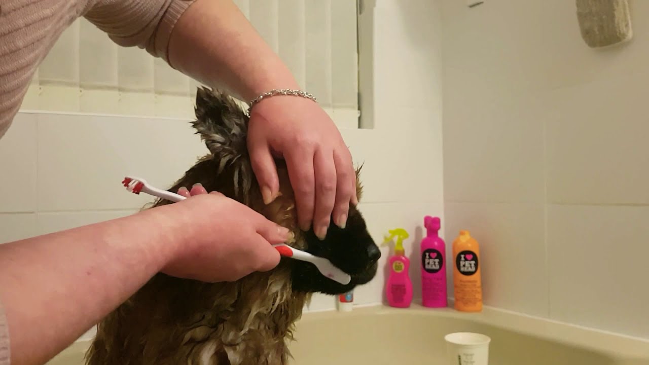 👑🐻 teeth cleaning !!! YouTube