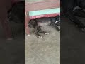 dog or cat friend #shorts #video #shortvideo