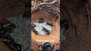 The Most Painful Sting on Earth — We Put a Camera Inside Its Nest #shorts