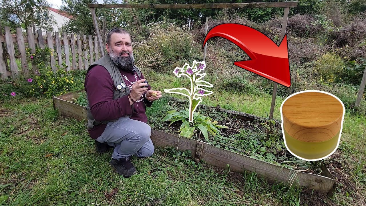 Créer votre propre baume à la consoude : Recette et astuces !