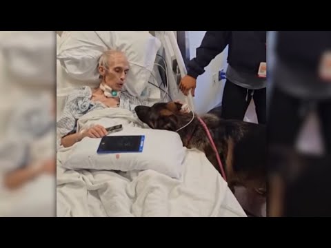 Dying man's final wish: Find his beloved German Shepherds a forever home
